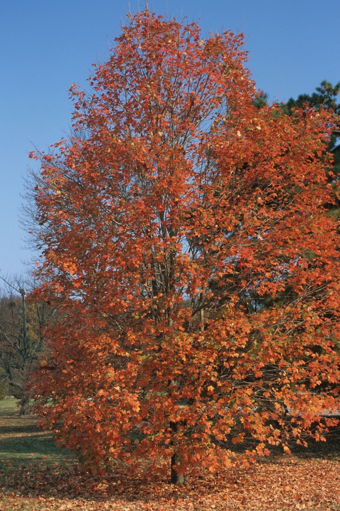 Sugar Maple - Acer saccharum from Scotts Garden Centre Sugar Maple - Acer saccharum from Scotts Garden Centre