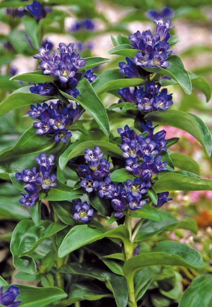 Willow Gentian - Gentiana asclepiadea 'Knightshayes' from Scotts Garden Centre Willow Gentian - Gentiana asclepiadea 'Knightshayes' from Scotts Garden Centre