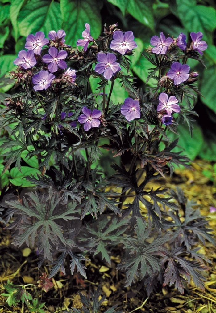Cranesbill - Geranium pratense 'Midnight Reiter' from Scotts Garden Centre Cranesbill - Geranium pratense 'Midnight Reiter' from Scotts Garden Centre