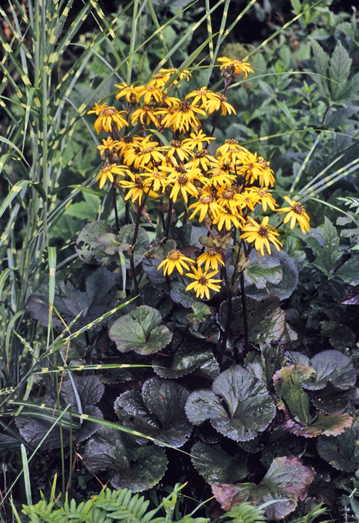 Big Leaf Ligularia - Ligularia dentata 'Midnight Lady' from Scotts Garden Centre Big Leaf Ligularia - Ligularia dentata 'Midnight Lady' from Scotts Garden Centre