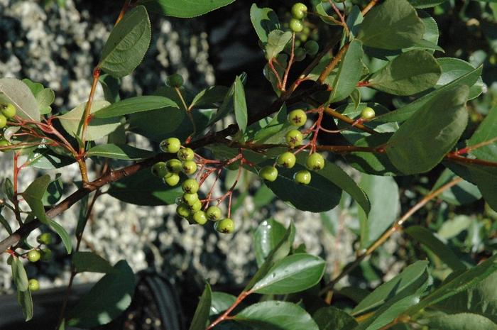 Black Chokeberry - Aronia melanocarpa 'Autumn Magic' from Scotts Garden Centre Black Chokeberry - Aronia melanocarpa 'Autumn Magic' from Scotts Garden Centre
