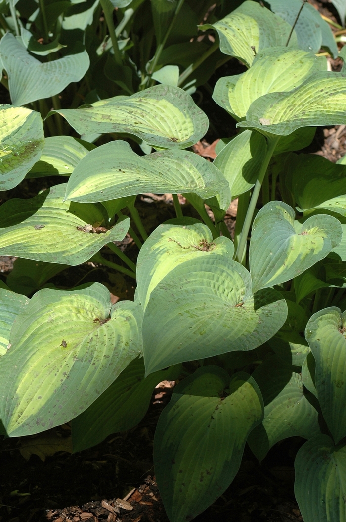 Plantain Lily - Hosta 'Paul's Glory' from Scotts Garden Centre Plantain Lily - Hosta 'Paul's Glory' from Scotts Garden Centre