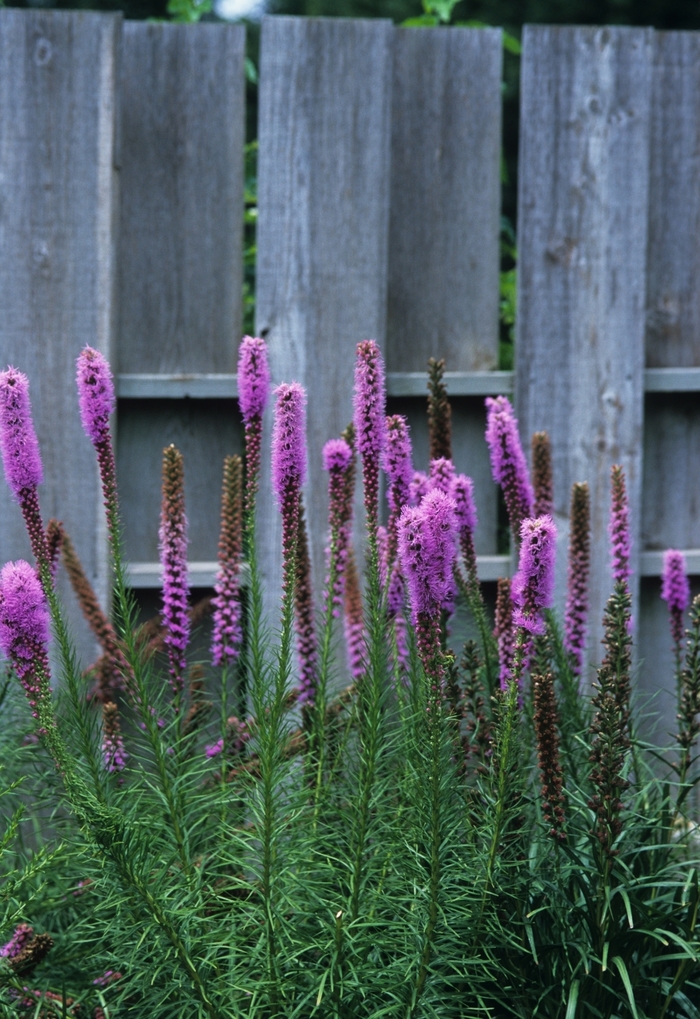 Blazing Star - Liatris spicata ''Kobold'' from Scotts Garden Centre Blazing Star - Liatris spicata ''Kobold'' from Scotts Garden Centre