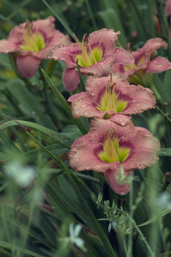 Daylily-Designer - Hemerocallis 'Elegant Candy' Daylily-Designer - Hemerocallis 'Elegant Candy'