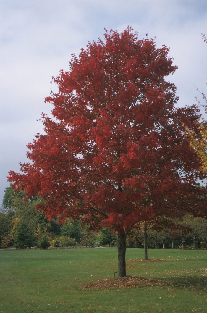 Red Maple - Acer rubrum from Scotts Garden Centre Red Maple - Acer rubrum from Scotts Garden Centre