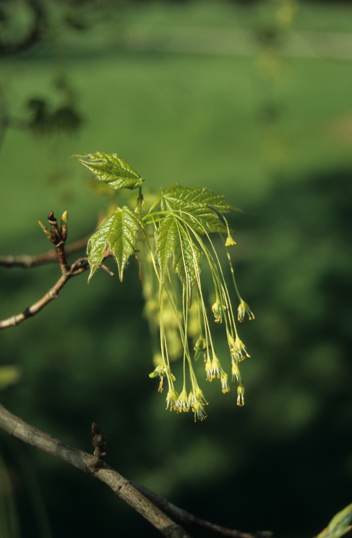Green Mountain Sugar Maple - Acer saccharum 'Green Mountain ™' from Scotts Garden Centre Green Mountain Sugar Maple - Acer saccharum 'Green Mountain ™' from Scotts Garden Centre