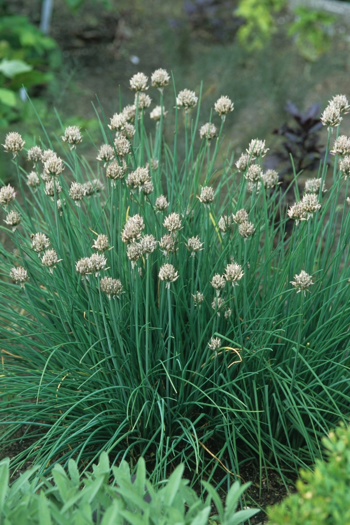 Wild Chives - Allium schoenoprasum from Scotts Garden Centre Wild Chives - Allium schoenoprasum from Scotts Garden Centre