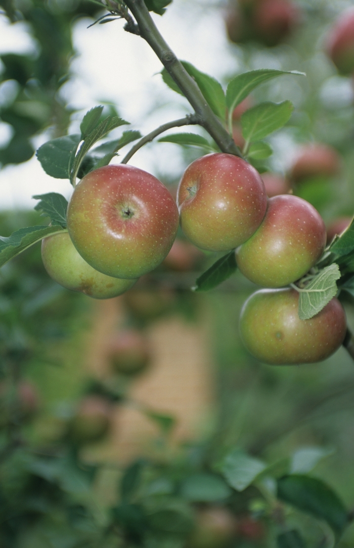 Royal Gala Apple - Apple 'Royal Gala' from Scotts Garden Centre Royal Gala Apple - Apple 'Royal Gala' from Scotts Garden Centre