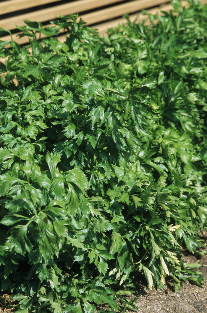 Utah 52-70 Celery - Apium graveolens 'Utah 52-70' from Scotts Garden Centre Utah 52-70 Celery - Apium graveolens 'Utah 52-70' from Scotts Garden Centre