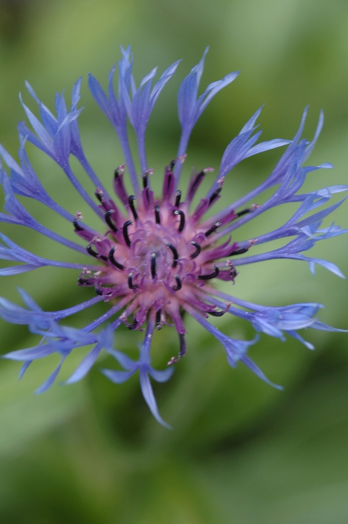 Perennial Bachelor's Button - Centaurea montana from Scotts Garden Centre Perennial Bachelor's Button - Centaurea montana from Scotts Garden Centre