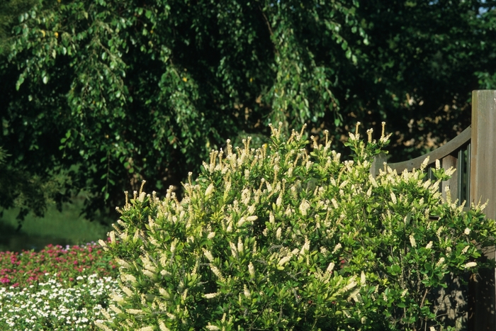 Summersweet - Clethra alnifolia Summersweet - Clethra alnifolia