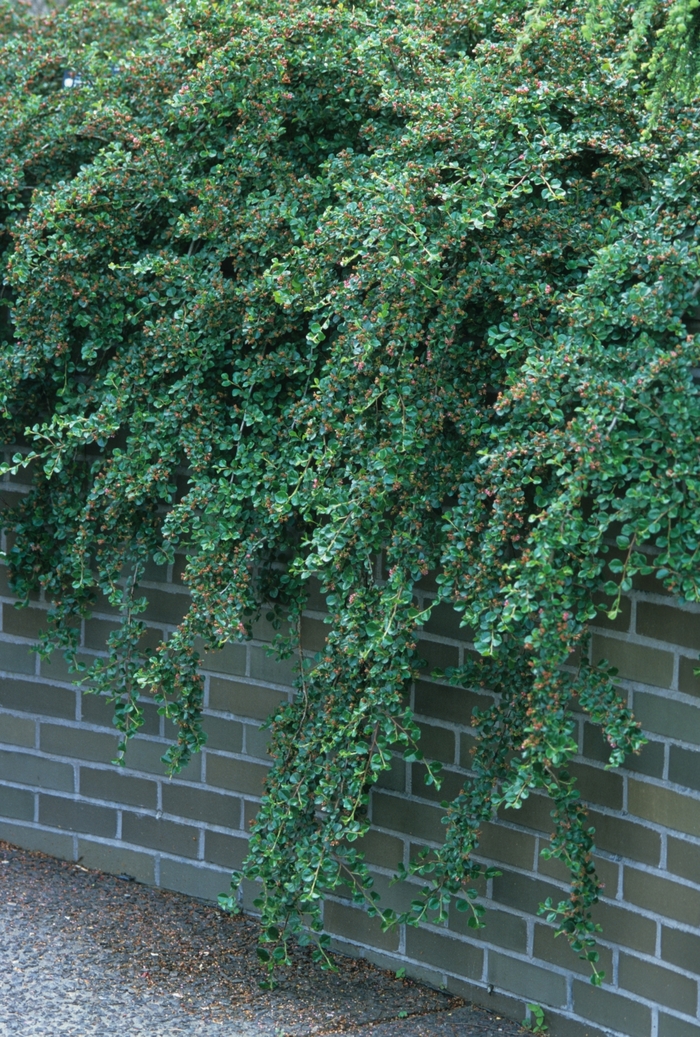 Cranberry Cotoneaster - Cotoneaster apiculatus from Scotts Garden Centre Cranberry Cotoneaster - Cotoneaster apiculatus from Scotts Garden Centre