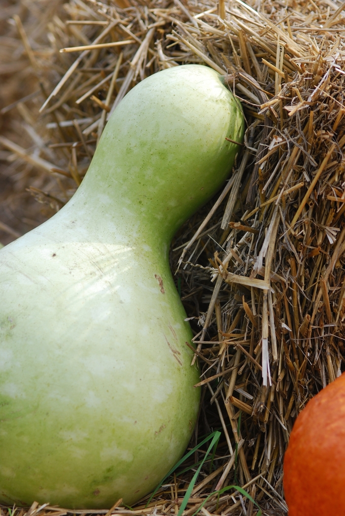 Martin House Gourd - Cucurbita maxima 'Martin House' from Scotts Garden Centre Martin House Gourd - Cucurbita maxima 'Martin House' from Scotts Garden Centre