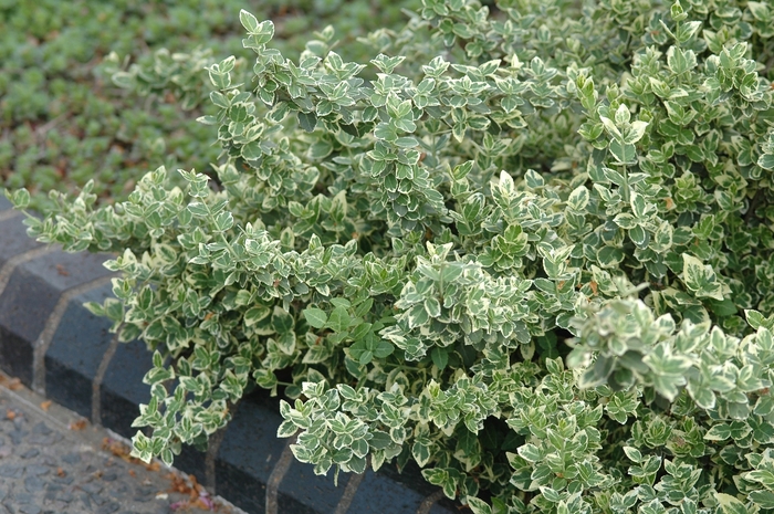 Variegated Euonymus - Euonymus fortunei 'Variegatus' from Scotts Garden Centre Variegated Euonymus - Euonymus fortunei 'Variegatus' from Scotts Garden Centre