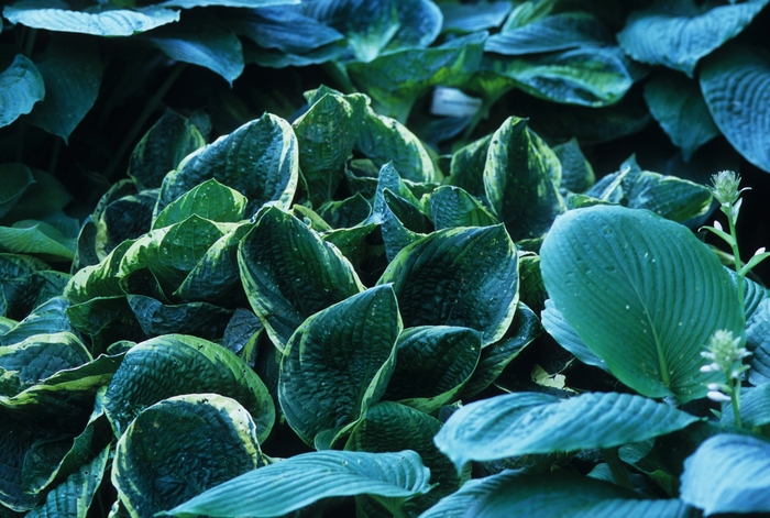 Hosta - Hosta 'Christmas Tree' from Scotts Garden Centre Hosta - Hosta 'Christmas Tree' from Scotts Garden Centre