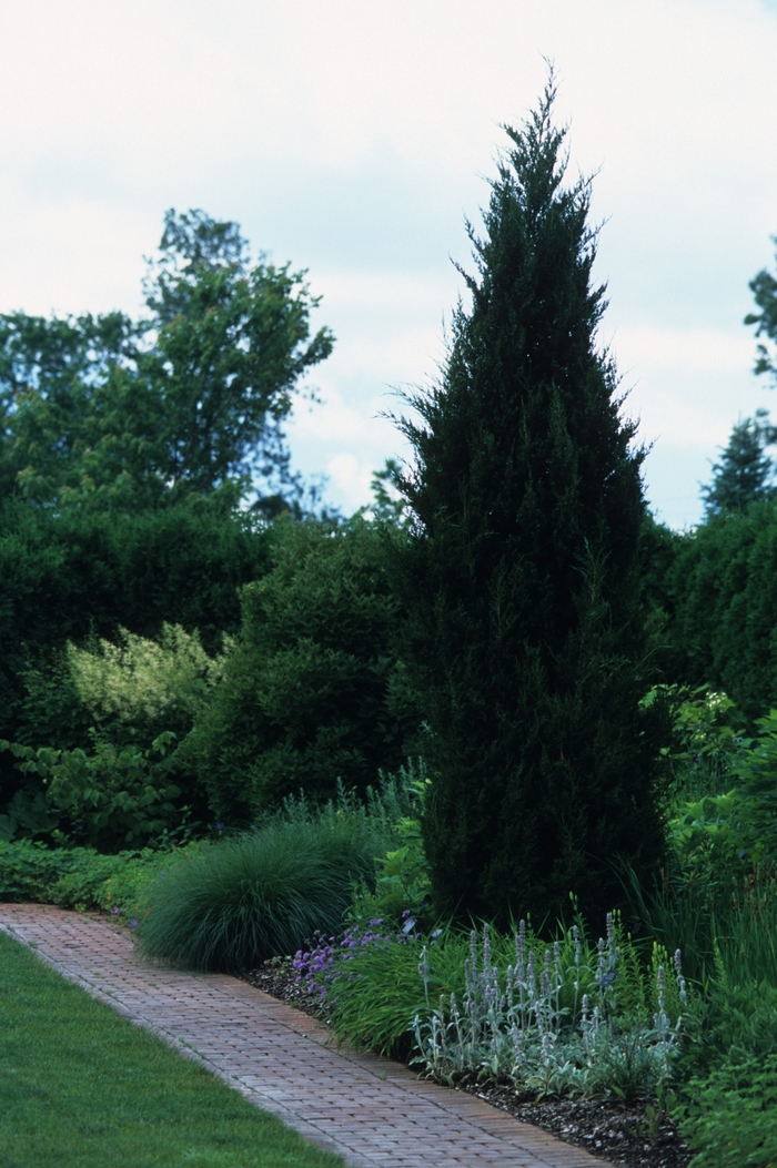 Idyllwild Juniper - Juniperus virginiana 'Idyllwild' from Scotts Garden Centre Idyllwild Juniper - Juniperus virginiana 'Idyllwild' from Scotts Garden Centre