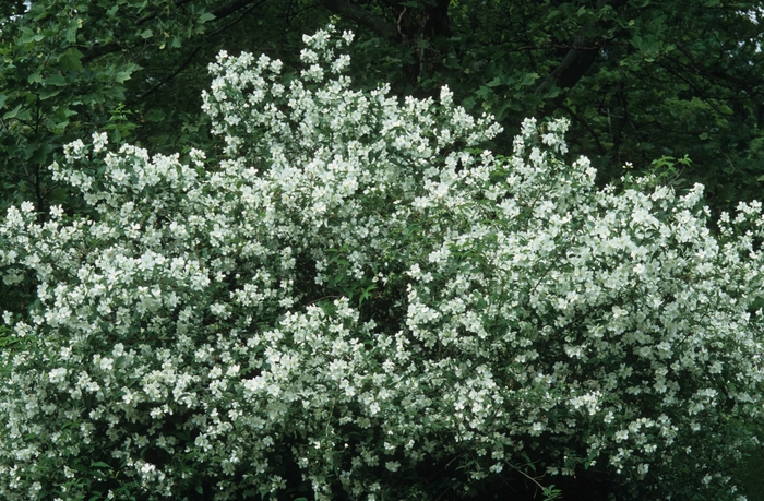 Sweet Mock Orange - Philadelphus coronarius from Scotts Garden Centre Sweet Mock Orange - Philadelphus coronarius from Scotts Garden Centre