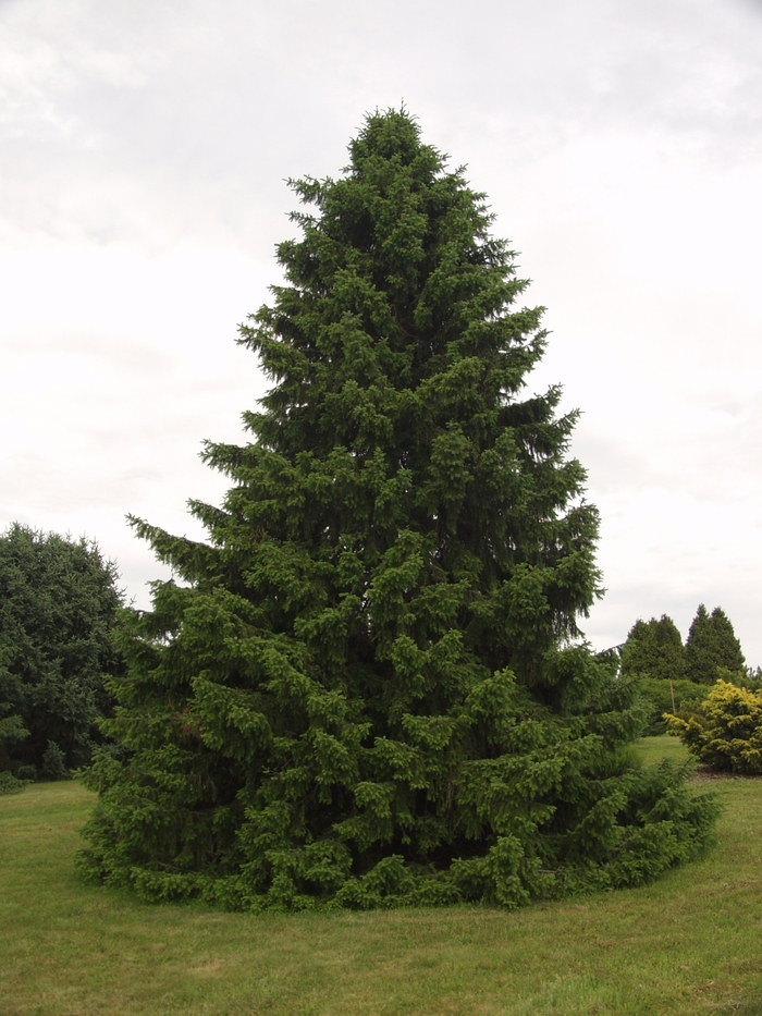 Serbian Spruce - Picea omorika from Scotts Garden Centre Serbian Spruce - Picea omorika from Scotts Garden Centre