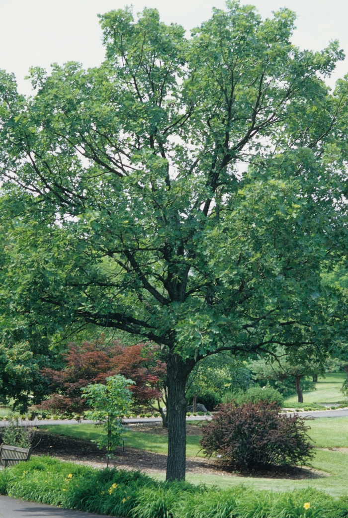 Bur Oak - Quercus macrocarpa Bur Oak - Quercus macrocarpa
