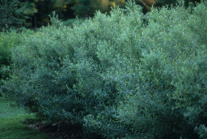 Dwarf Arctic Willow - Salix purpurea 'Nana' from Scotts Garden Centre Dwarf Arctic Willow - Salix purpurea 'Nana' from Scotts Garden Centre
