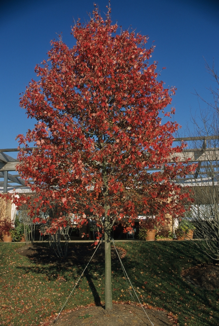 Red Sunset Maple - Acer rubrum 'Franksred' from Scotts Garden Centre Red Sunset Maple - Acer rubrum 'Franksred' from Scotts Garden Centre