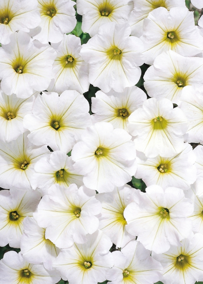 Tiny Tunia® White - Petunia x hybrid from Scotts Garden Centre Tiny Tunia® White - Petunia x hybrid from Scotts Garden Centre