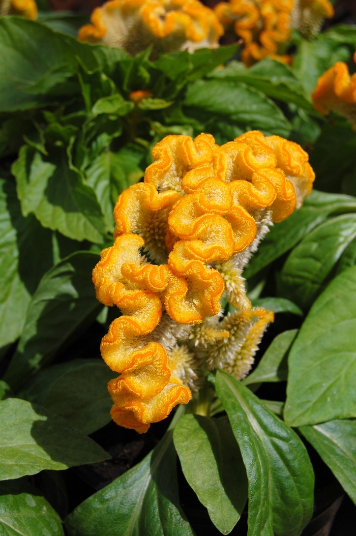 Cockscomb - Celosia cristata 'Armor™Yellow' from Scotts Garden Centre Cockscomb - Celosia cristata 'Armor™Yellow' from Scotts Garden Centre