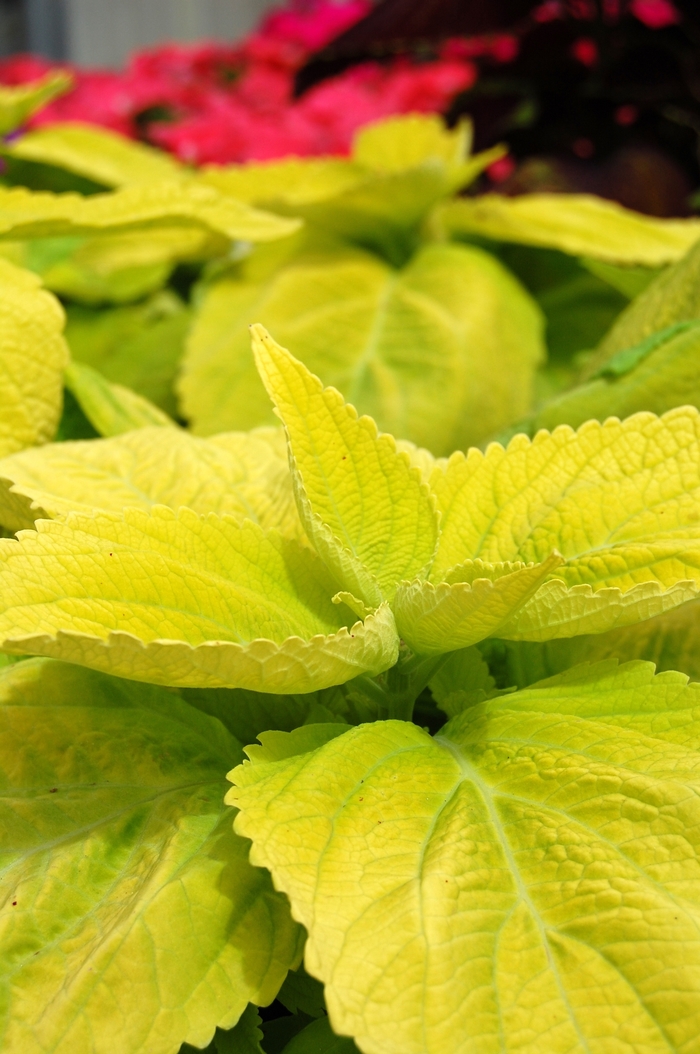 Giant Exhibition™ Limelight - Coleus/Solenostemon from Scotts Garden Centre Giant Exhibition™ Limelight - Coleus/Solenostemon from Scotts Garden Centre