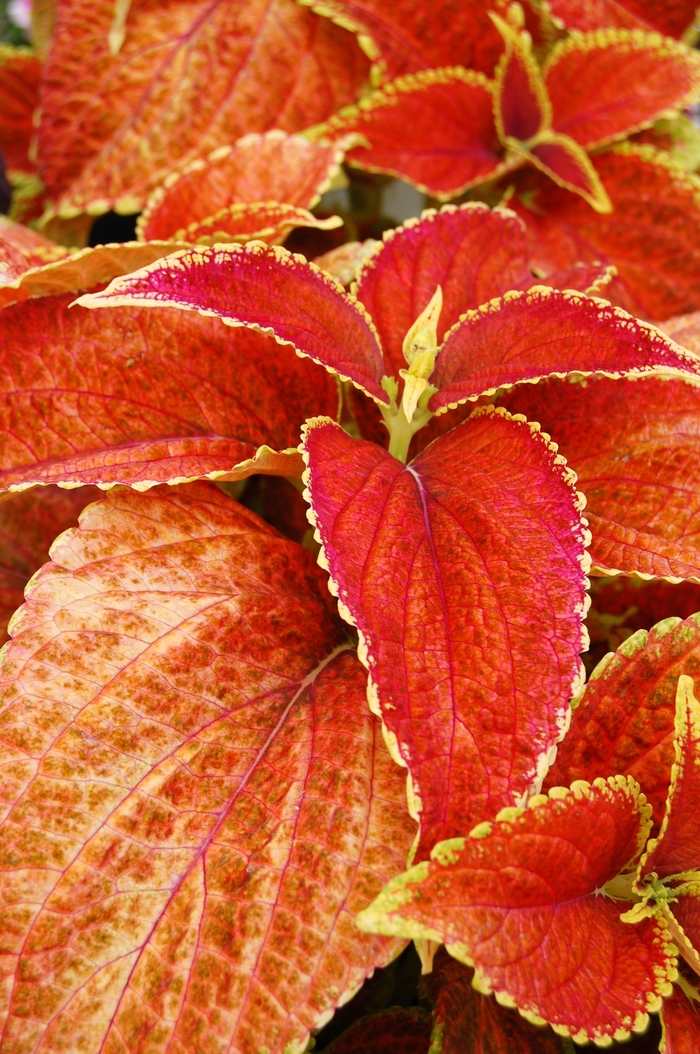 Giant Exhibition™ 'Rustic Red' - Coleus/Solenostemon from Scotts Garden Centre Giant Exhibition™ 'Rustic Red' - Coleus/Solenostemon from Scotts Garden Centre