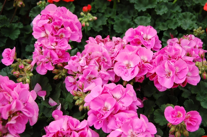 Zonal Geranium - Pelargonium x hortorum 'Tango Deep Pink' from Scotts Garden Centre Zonal Geranium - Pelargonium x hortorum 'Tango Deep Pink' from Scotts Garden Centre