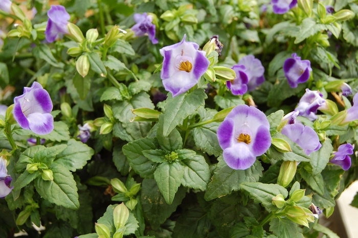 Torrie™ Blue Torenia - Torenia fournieri 'Torrie™ Blue' from Scotts Garden Centre Torrie™ Blue Torenia - Torenia fournieri 'Torrie™ Blue' from Scotts Garden Centre