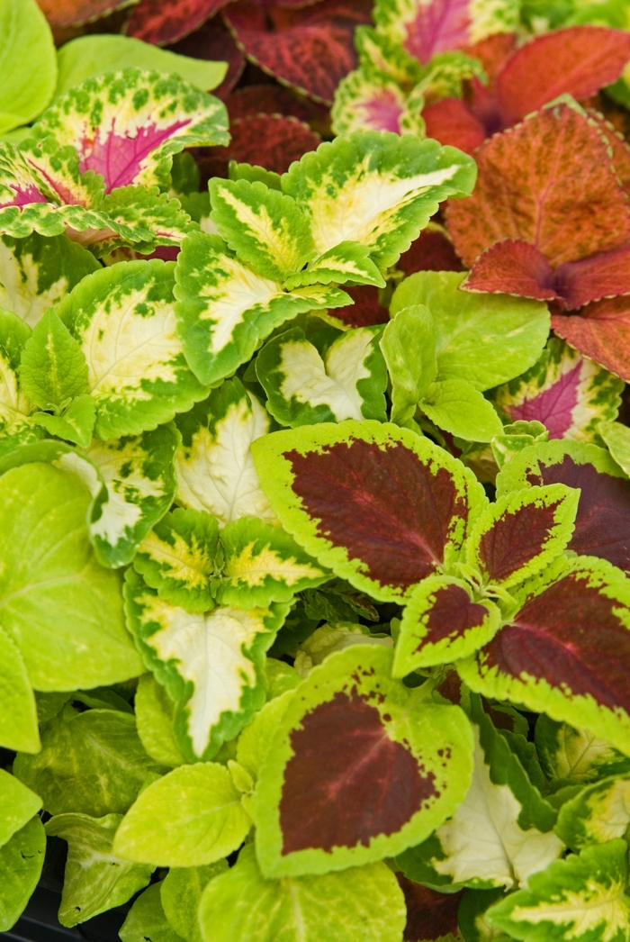 Coleus - Solenostemon x hybridus 'Wizard Mix' from Scotts Garden Centre Coleus - Solenostemon x hybridus 'Wizard Mix' from Scotts Garden Centre