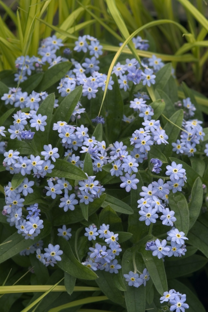 Forget-Me-Not - Myosotis sylvatica 'Royal Blue Compact' from Scotts Garden Centre Forget-Me-Not - Myosotis sylvatica 'Royal Blue Compact' from Scotts Garden Centre