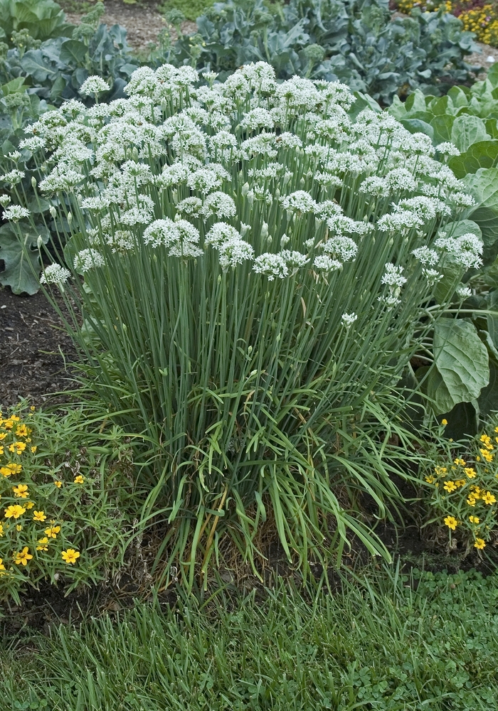 Chives, Garlic - Allium tuberosum from Scotts Garden Centre Chives, Garlic - Allium tuberosum from Scotts Garden Centre