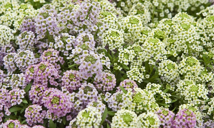 Alyssum - Lobularia maritima 'Wonderland™ Cotton Candy Mix' Alyssum - Lobularia maritima 'Wonderland™ Cotton Candy Mix'