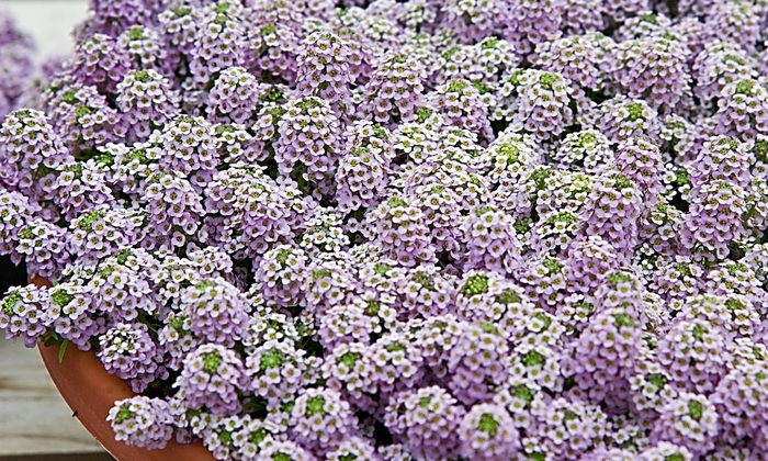 Alyssum - Lobularia maritima 'Wonderland™ Lavender' Alyssum - Lobularia maritima 'Wonderland™ Lavender'
