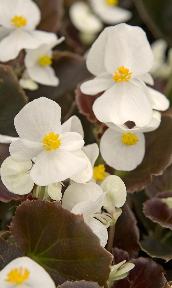 Wax begonia - Begonia 'Cocktail Whiskey' from Scotts Garden Centre Wax begonia - Begonia 'Cocktail Whiskey' from Scotts Garden Centre
