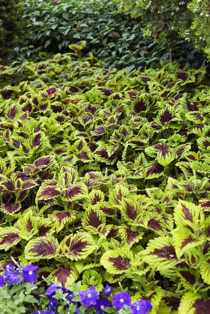 Coleus - Coleus hybrid 'Kong Empire Mix' from Scotts Garden Centre Coleus - Coleus hybrid 'Kong Empire Mix' from Scotts Garden Centre