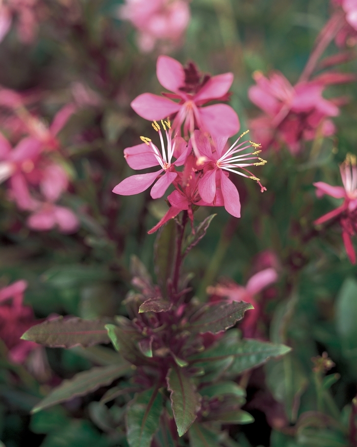 Butterfly Flower - Gaura 'Karalee Petite Pink' from Scotts Garden Centre Butterfly Flower - Gaura 'Karalee Petite Pink' from Scotts Garden Centre