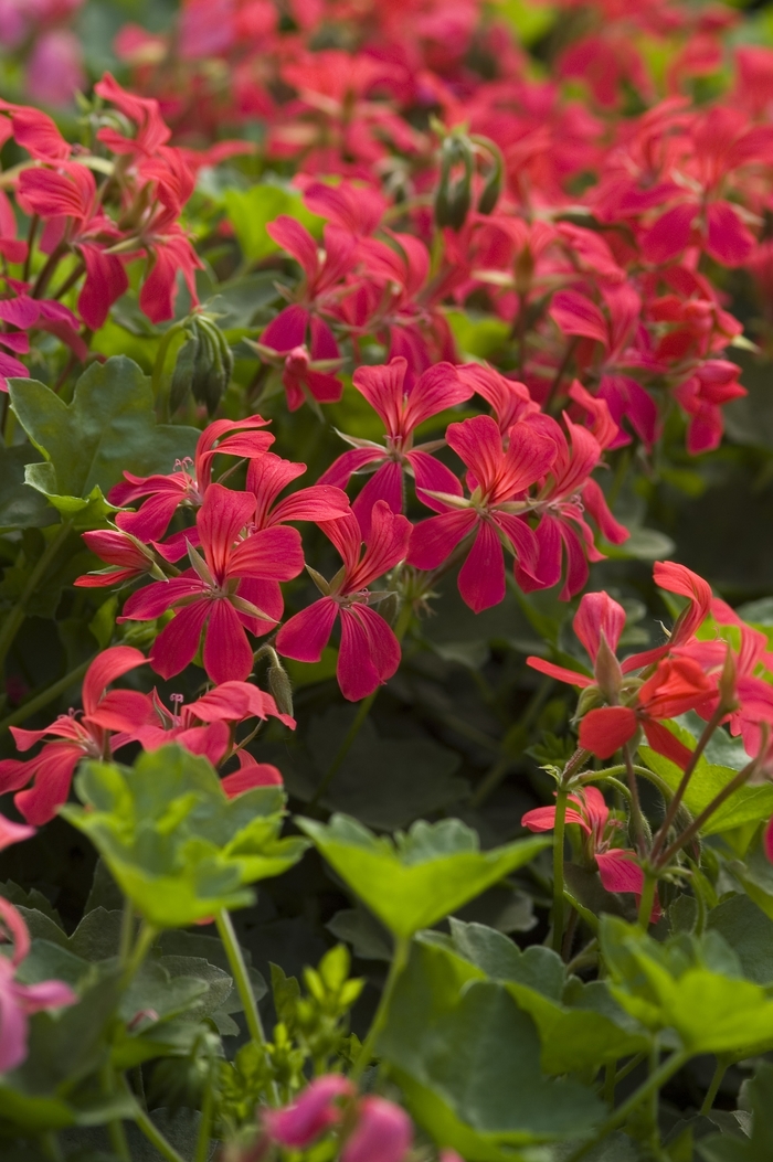 Mini Cascade Red or Pink Geranium - Pelargonium 'Mini Cascade Red' from Scotts Garden Centre Mini Cascade Red or Pink Geranium - Pelargonium 'Mini Cascade Red' from Scotts Garden Centre