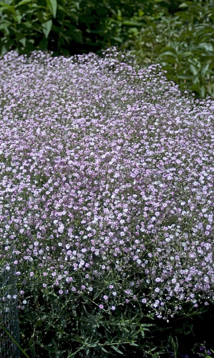 Baby's Breath - Gypsophila paniculata 'Pink Fairy' from Scotts Garden Centre Baby's Breath - Gypsophila paniculata 'Pink Fairy' from Scotts Garden Centre