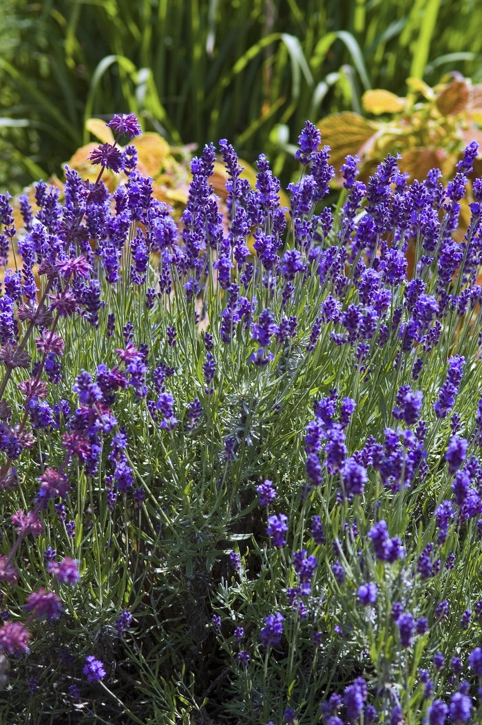  Lavandula  angustifolia Hidcote  Blue English  Lavender  