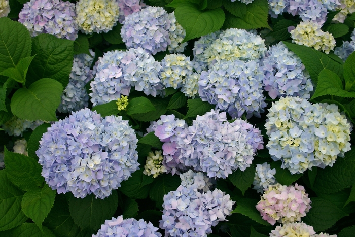 Mophead Hydrangea - Hydrangea macrophylla 'Endless Summer' Mophead Hydrangea - Hydrangea macrophylla 'Endless Summer'