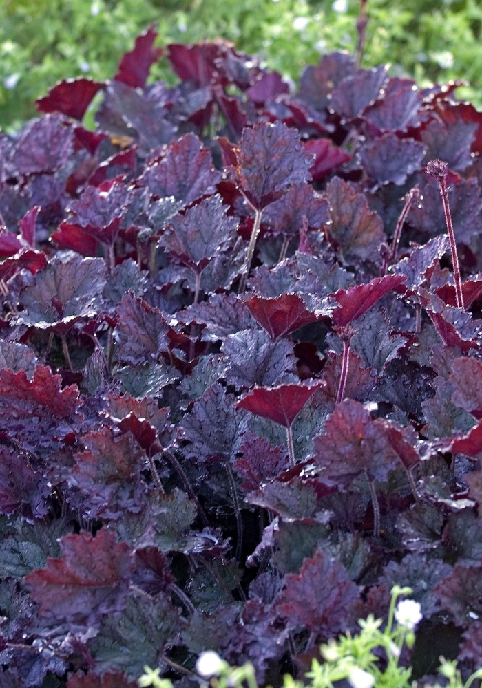 Heuchera - Heuchera hybrid 'Frosted Violet' from Scotts Garden Centre Heuchera - Heuchera hybrid 'Frosted Violet' from Scotts Garden Centre