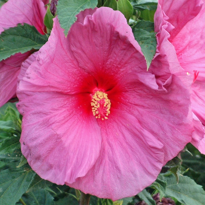 Rose Mallow - Hibiscus 'Fantasia' from Scotts Garden Centre Rose Mallow - Hibiscus 'Fantasia' from Scotts Garden Centre
