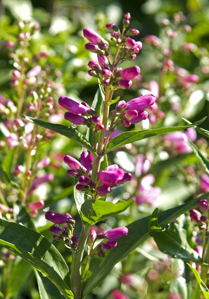 Beardtongue - Penstemon barbatus 'Mix' from Scotts Garden Centre Beardtongue - Penstemon barbatus 'Mix' from Scotts Garden Centre