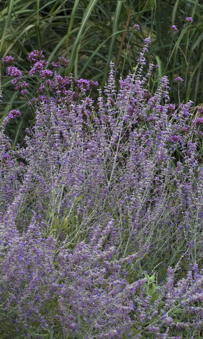 Russian Sage - Perovskia 'Little Spire' from Scotts Garden Centre Russian Sage - Perovskia 'Little Spire' from Scotts Garden Centre