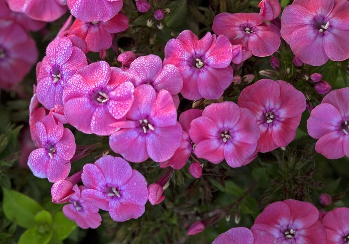 Tall Garden Phlox - Phlox paniculata 'Junior Dance' from Scotts Garden Centre Tall Garden Phlox - Phlox paniculata 'Junior Dance' from Scotts Garden Centre
