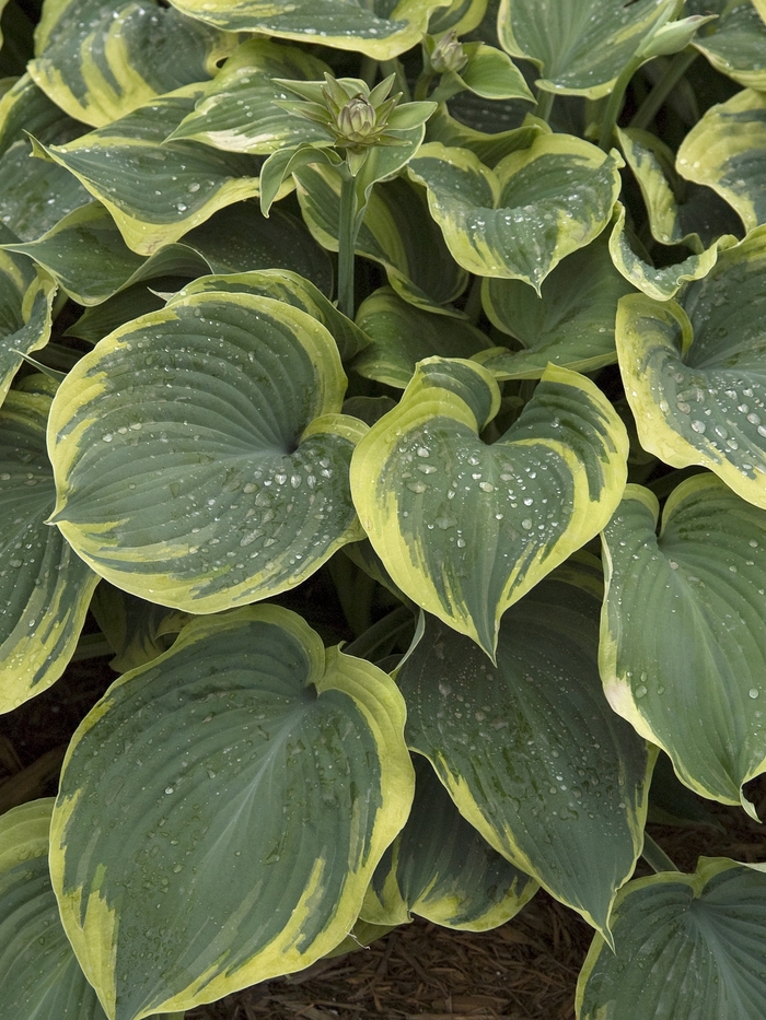 Hosta - Hosta 'Earth Angel' from Scotts Garden Centre Hosta - Hosta 'Earth Angel' from Scotts Garden Centre