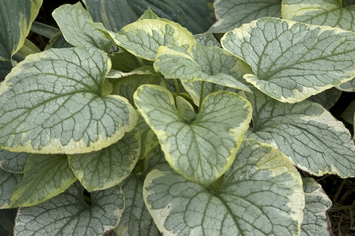 Brunnera-Heartleaf - Brunnera macrophylla 'Emerald Mist' from Scotts Garden Centre Brunnera-Heartleaf - Brunnera macrophylla 'Emerald Mist' from Scotts Garden Centre